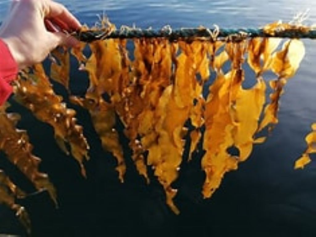 Seaweed academy.jpg Seaweed academy.jpg