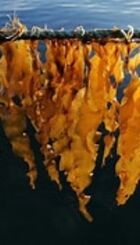 Seaweed academy.jpg